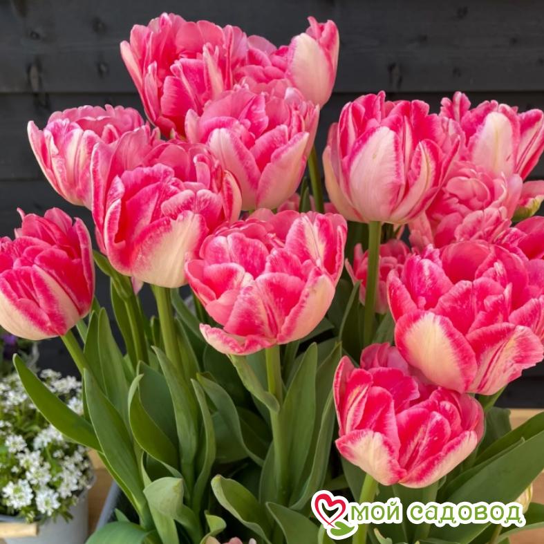 Тюльпан Фокстрот (Махровые ранние)