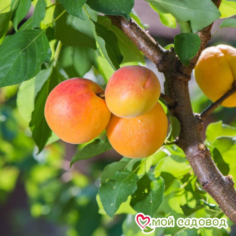 Абрикос Айсберг Ранний